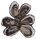 ostrea edulis x 6