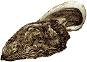 ostrea edulis x2